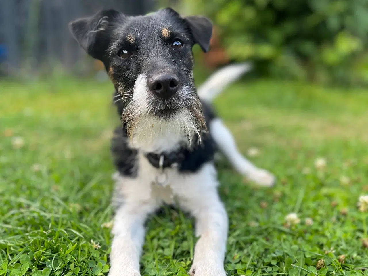 Billede 2 - Jack russel 