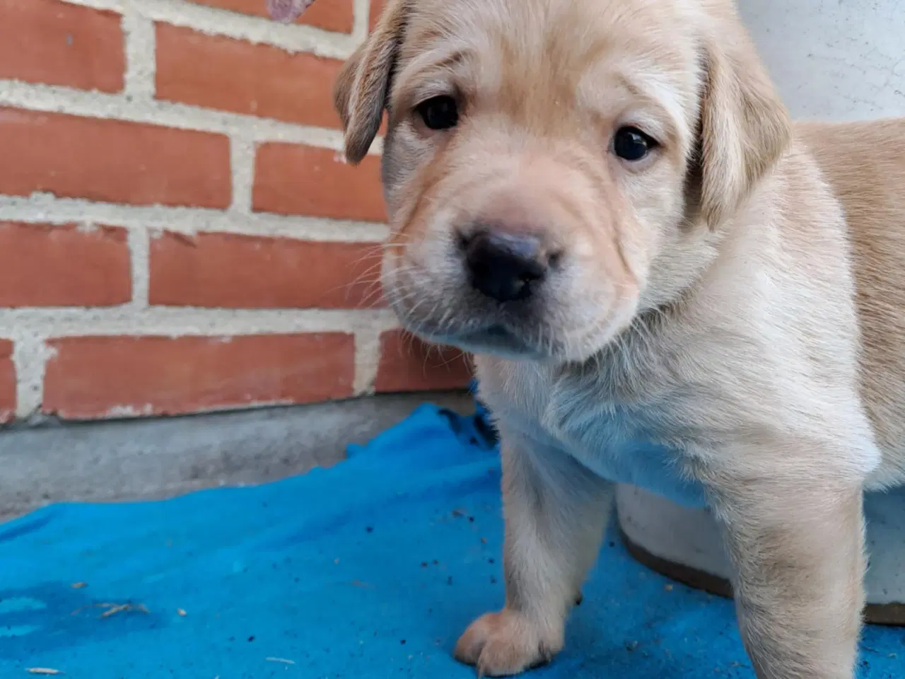 Billede 4 - Labrador hvalpe Sælges 