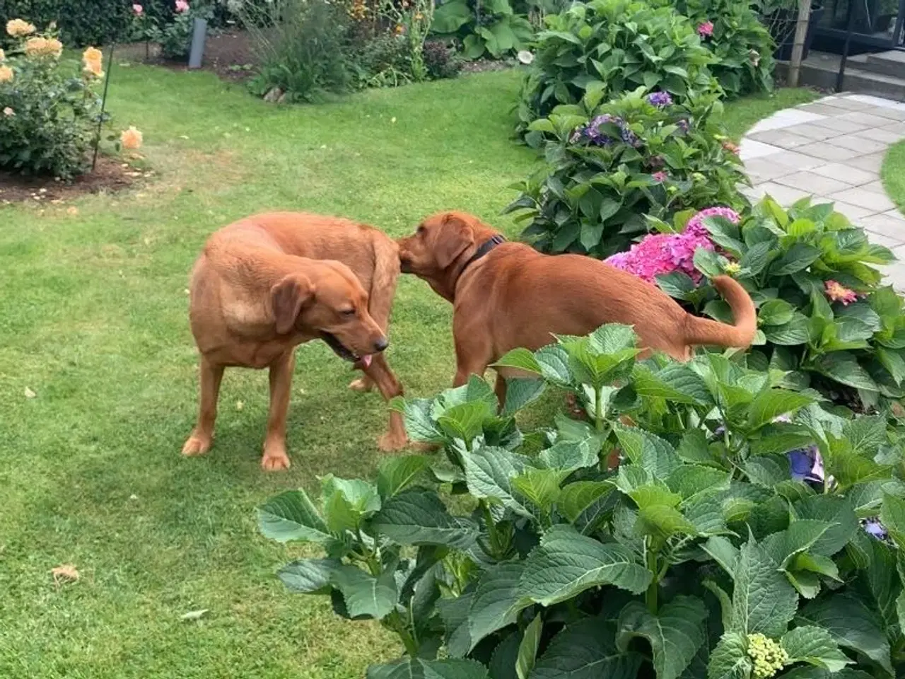 Billede 10 - Røde labrador hvalpe