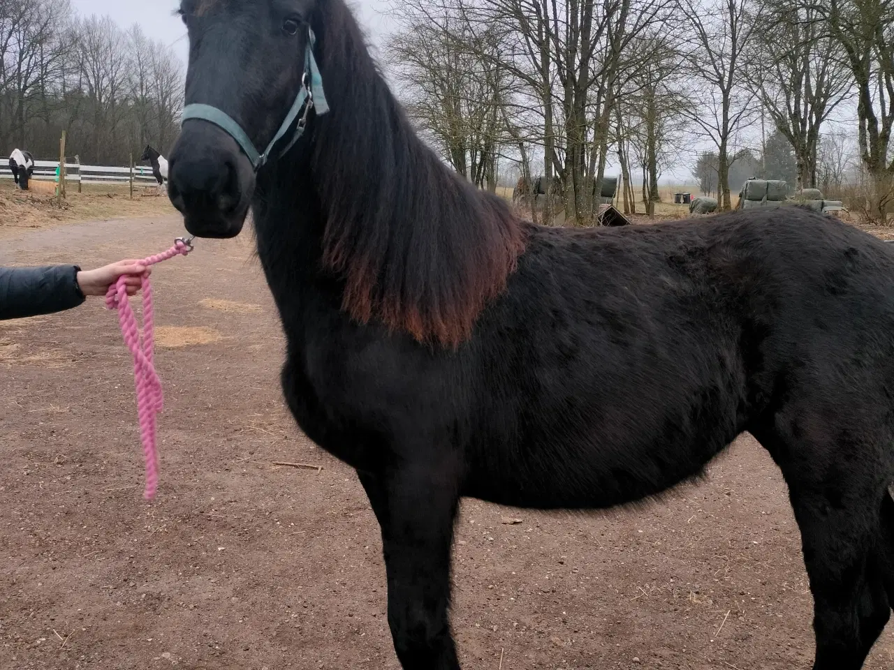 Billede 4 - Barok friser Hoppe 