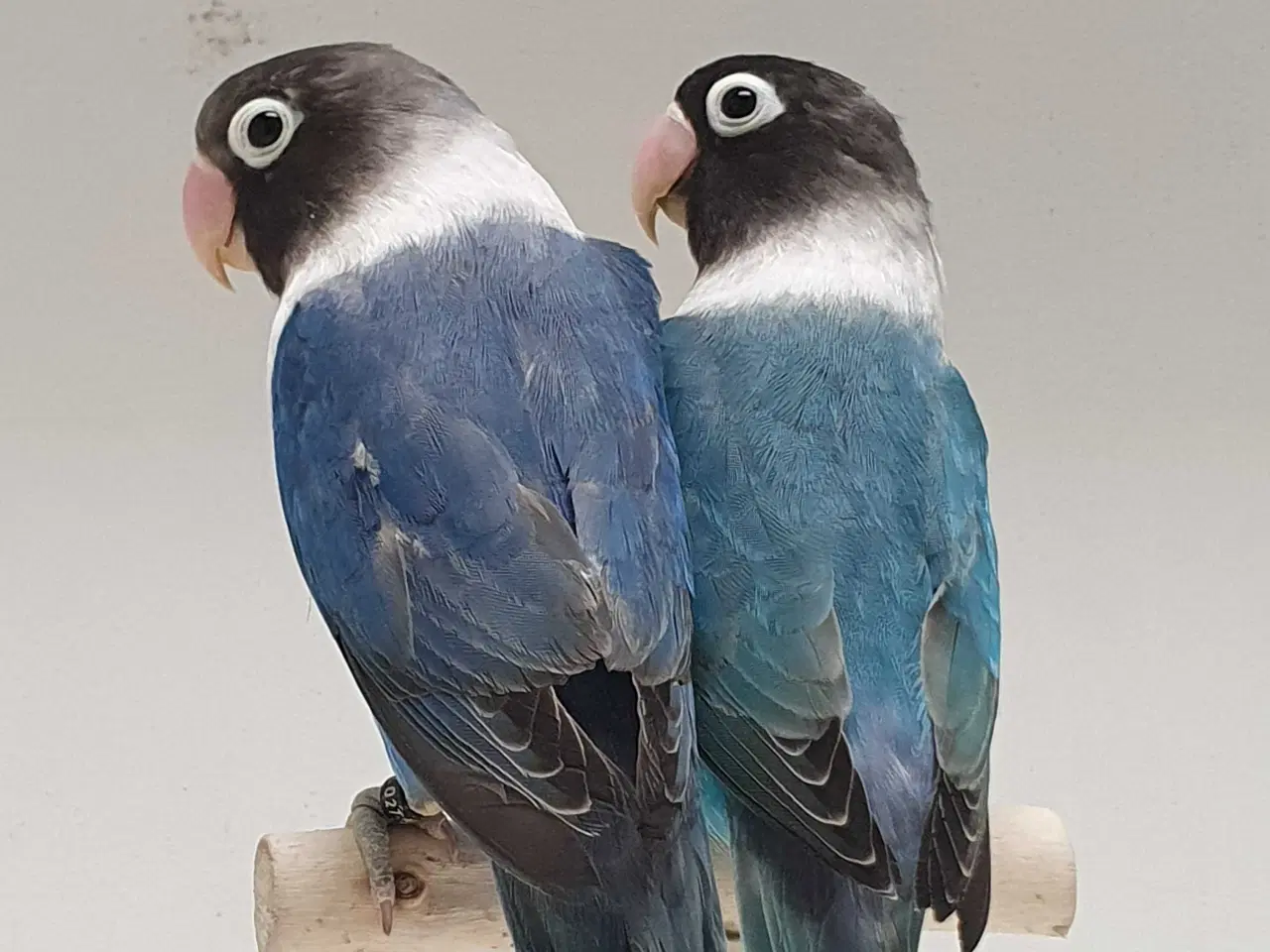 Billede 3 - Sorthovedet Dværgpapegøjepar 