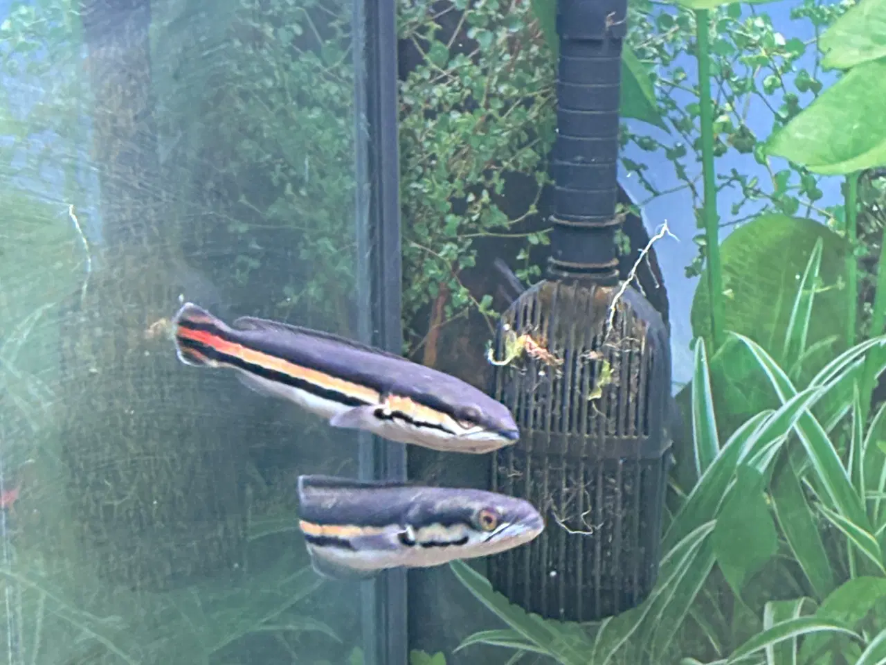 Billede 1 - Red snakehead (micropeltes)