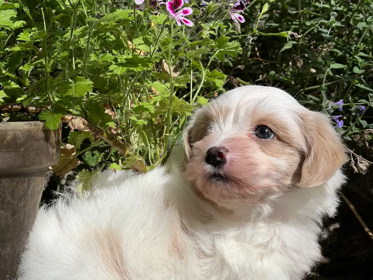 Billede 4 - Sødeste Bichon Havanais 