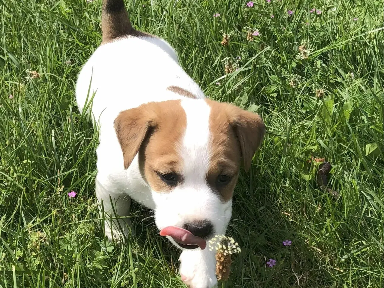 Billede 1 - Jack Russell Terrier