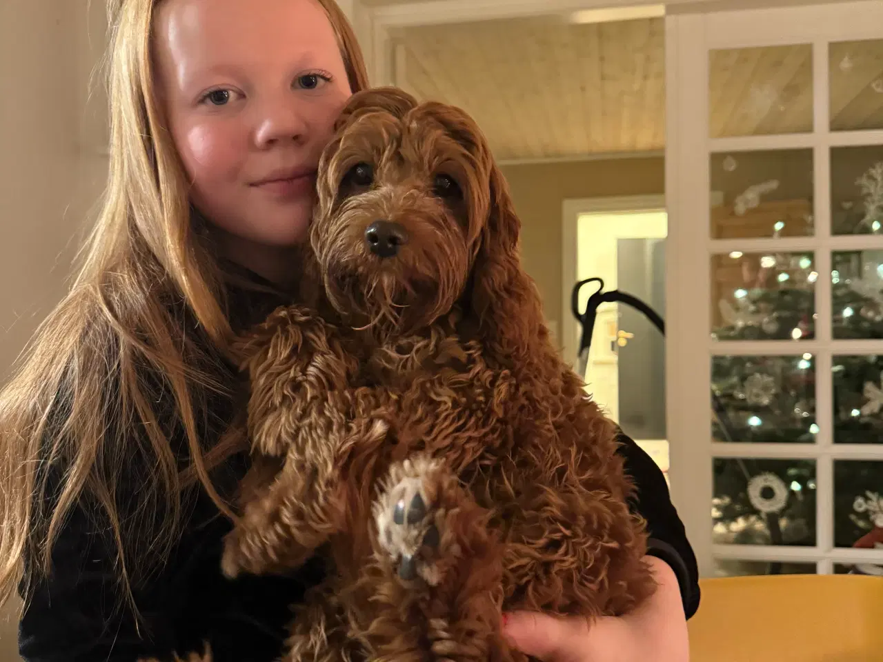 Billede 2 - Cavapoo tæve
