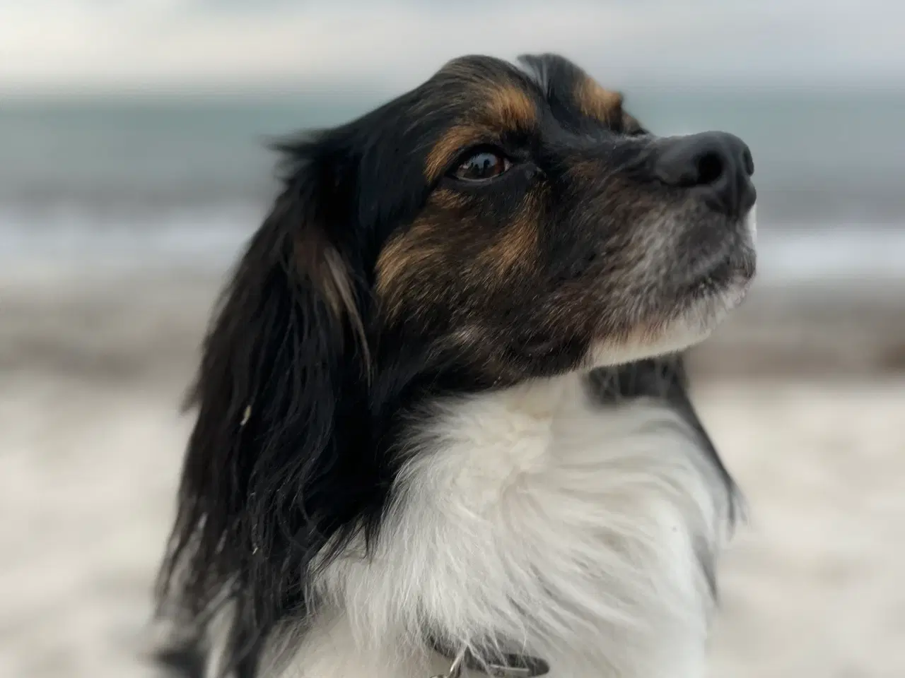 Billede 4 - Skøn hanhund tilbydes til avl 