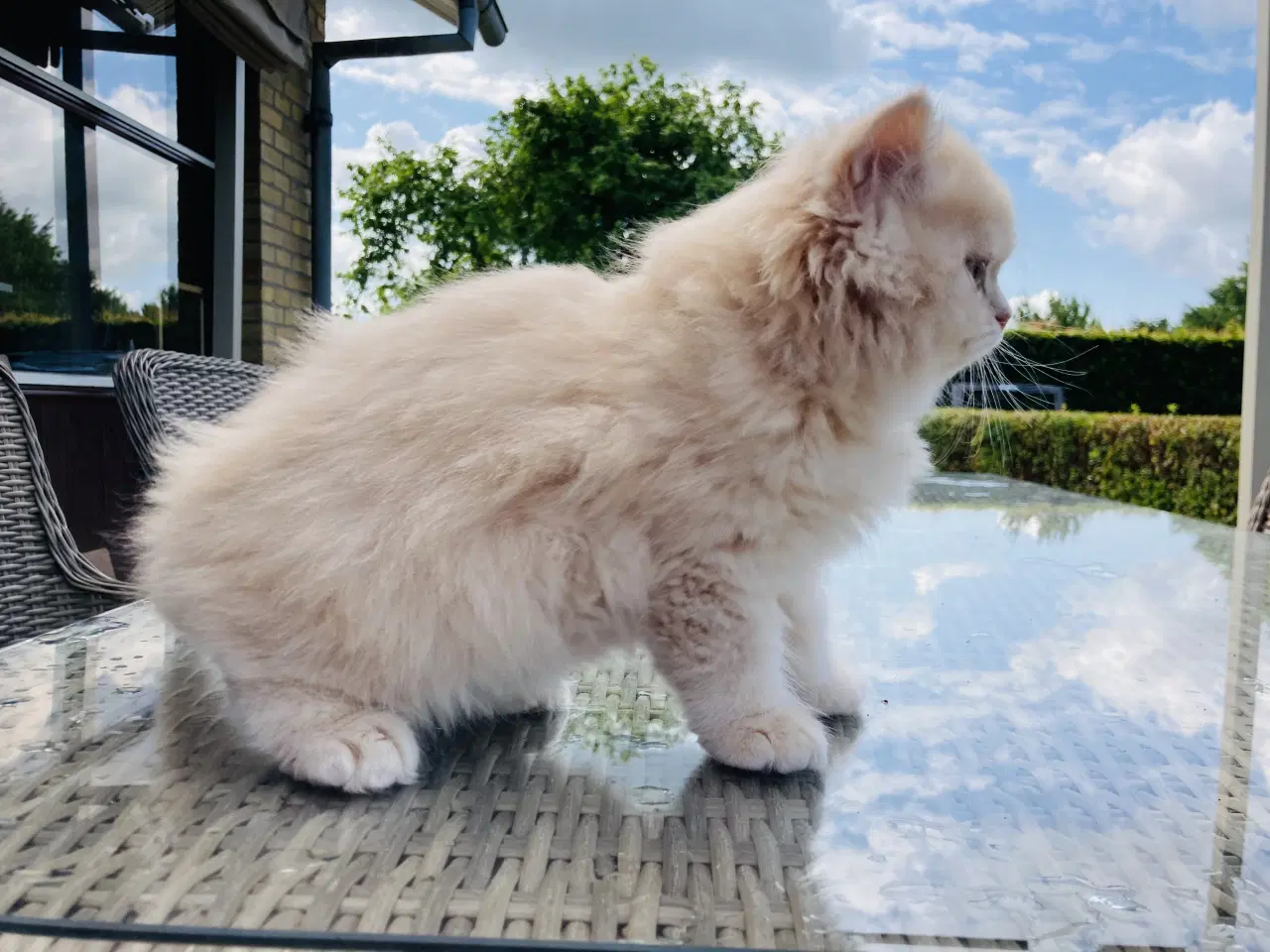 Billede 2 - Selkirk rex, langhår