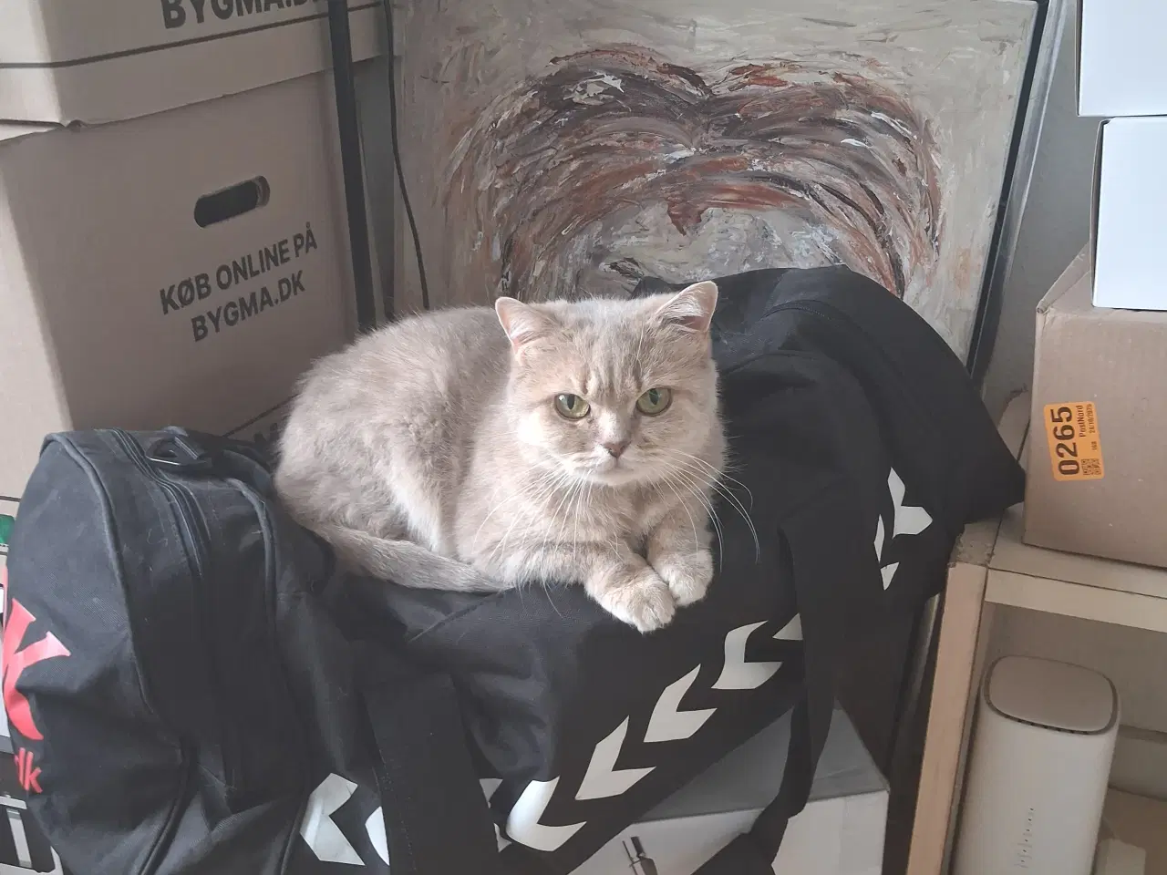 Billede 1 - Købe af hund 🐶