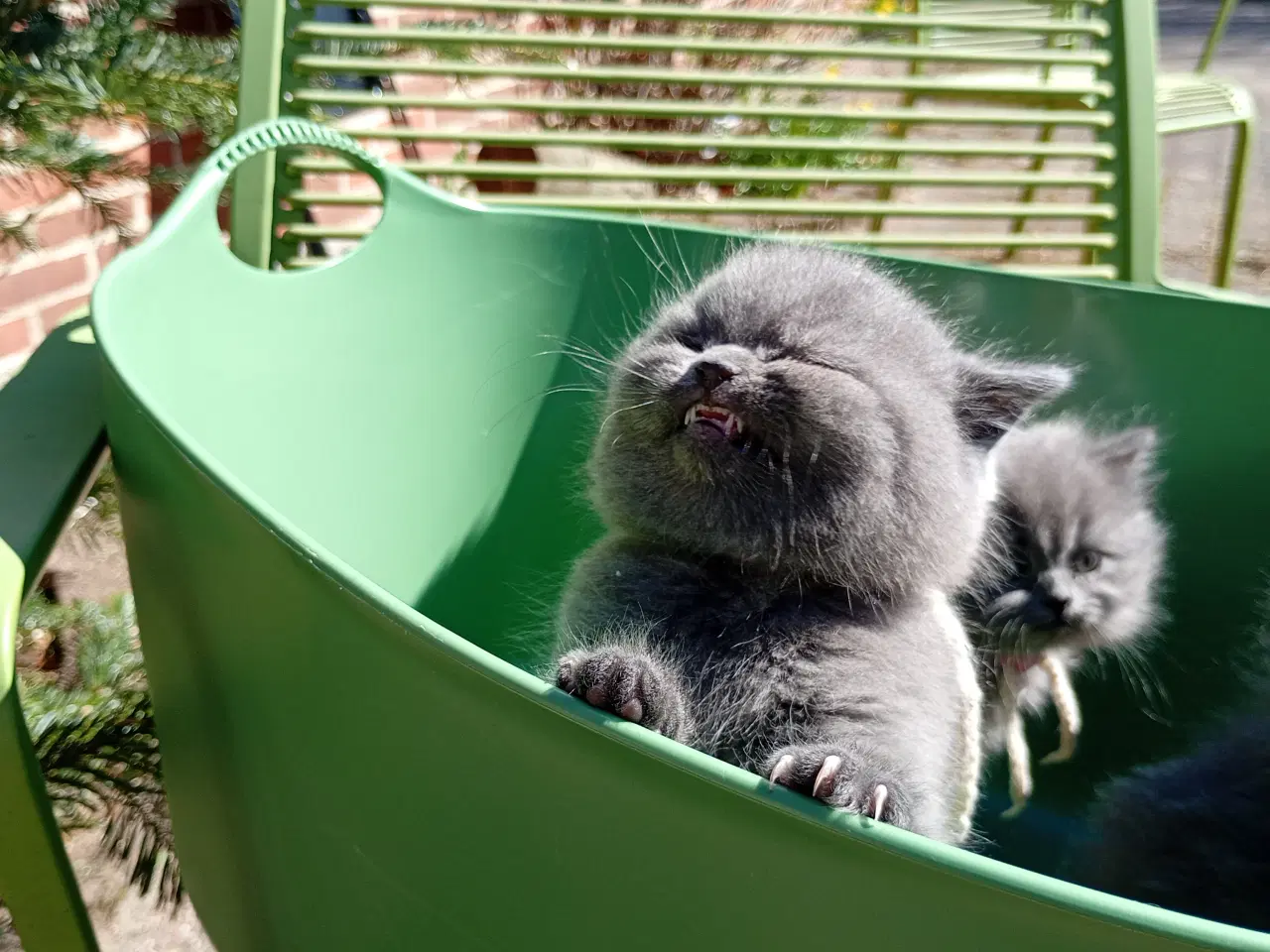 Billede 12 - British shorthair pige - RESERVERET