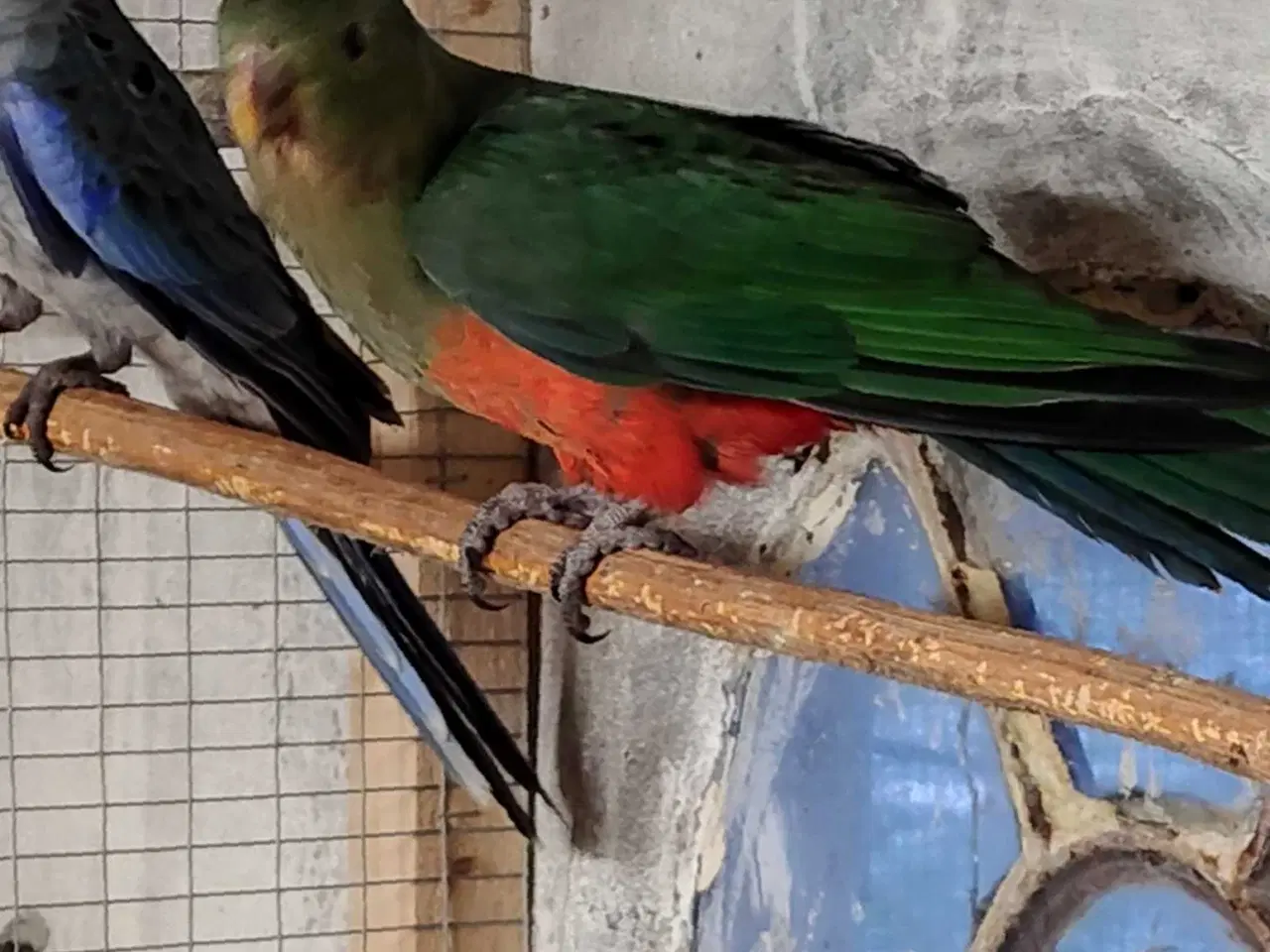 Billede 4 - Konge parakit