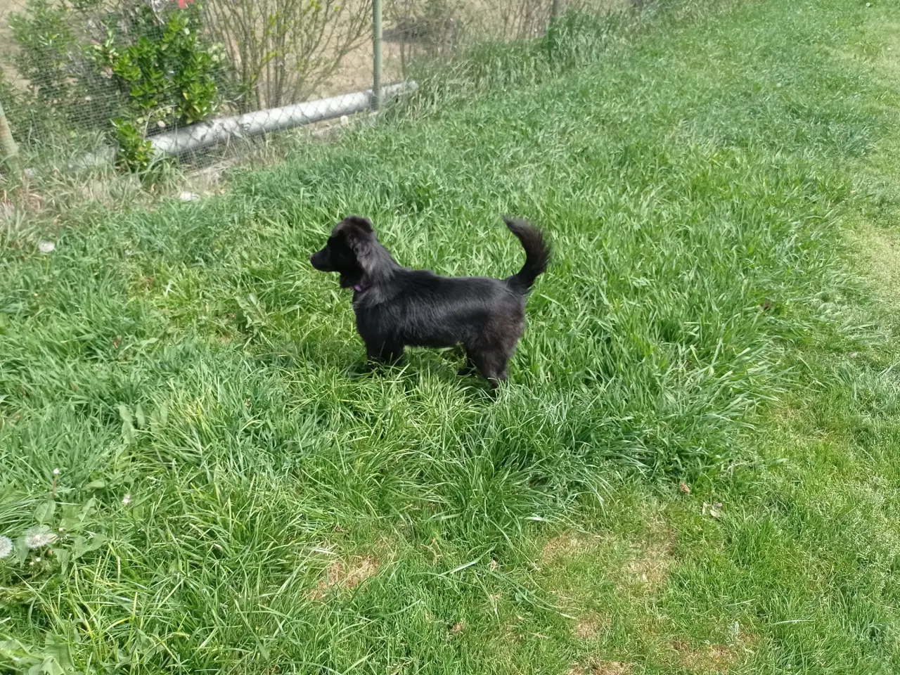 Billede 2 - Negra - steriliseret  ca 7 kg ..  