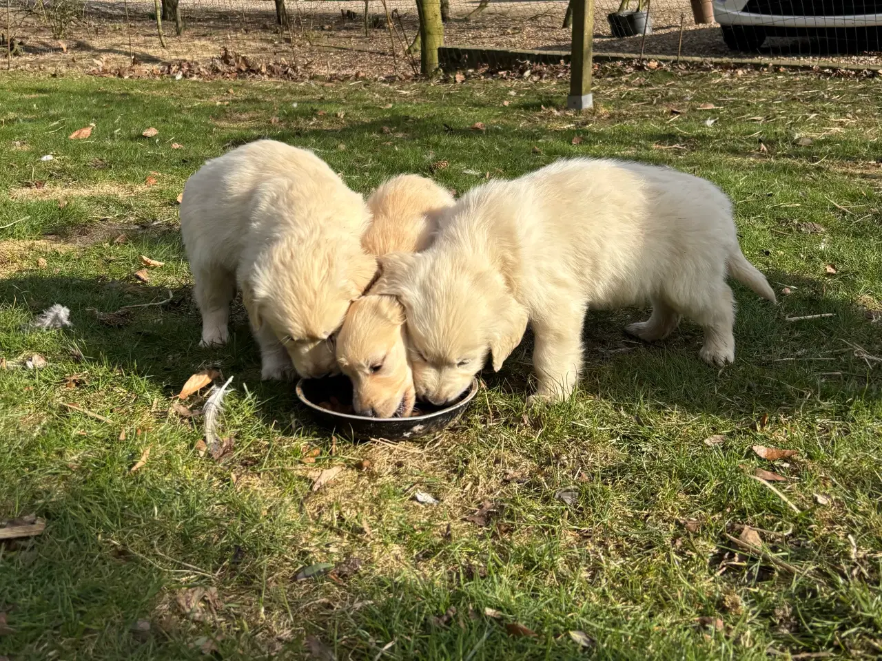 Billede 7 - 7 Golden retriever hvalpe sælges