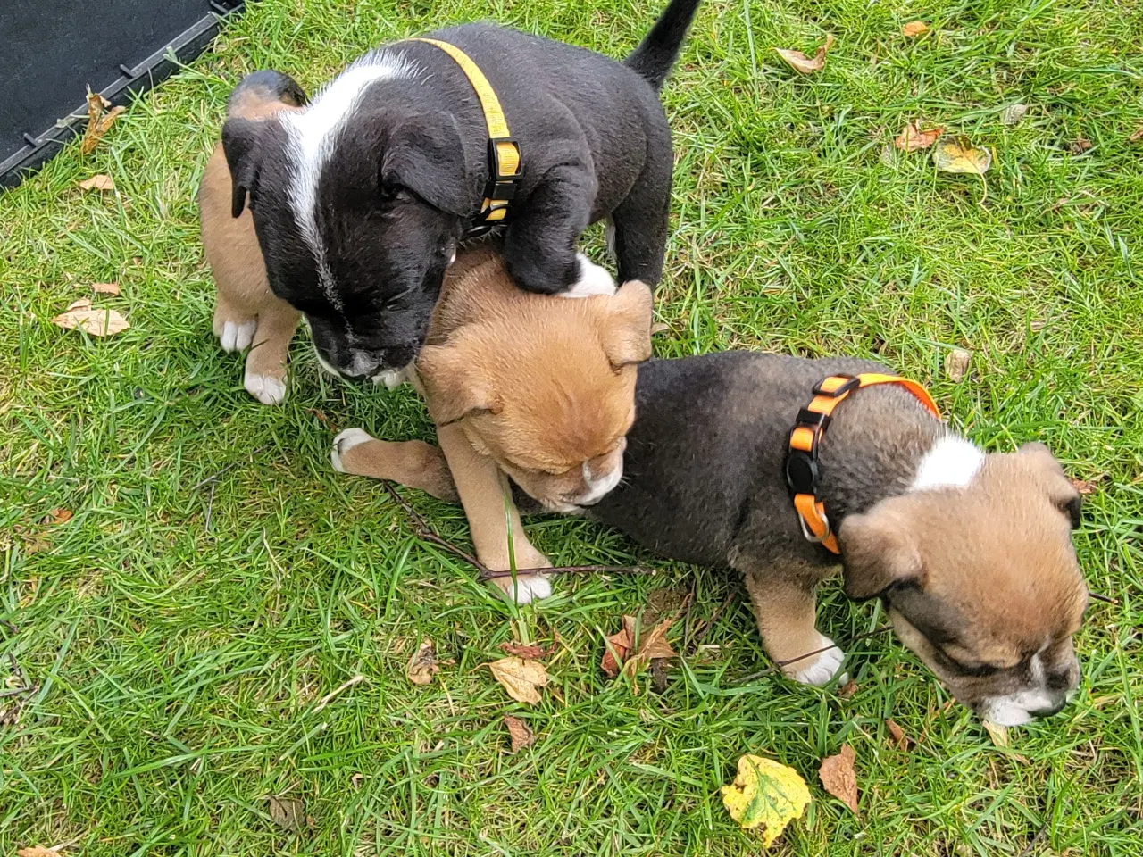 Billede 6 - Staffordshire Bull Terrier hvalpe