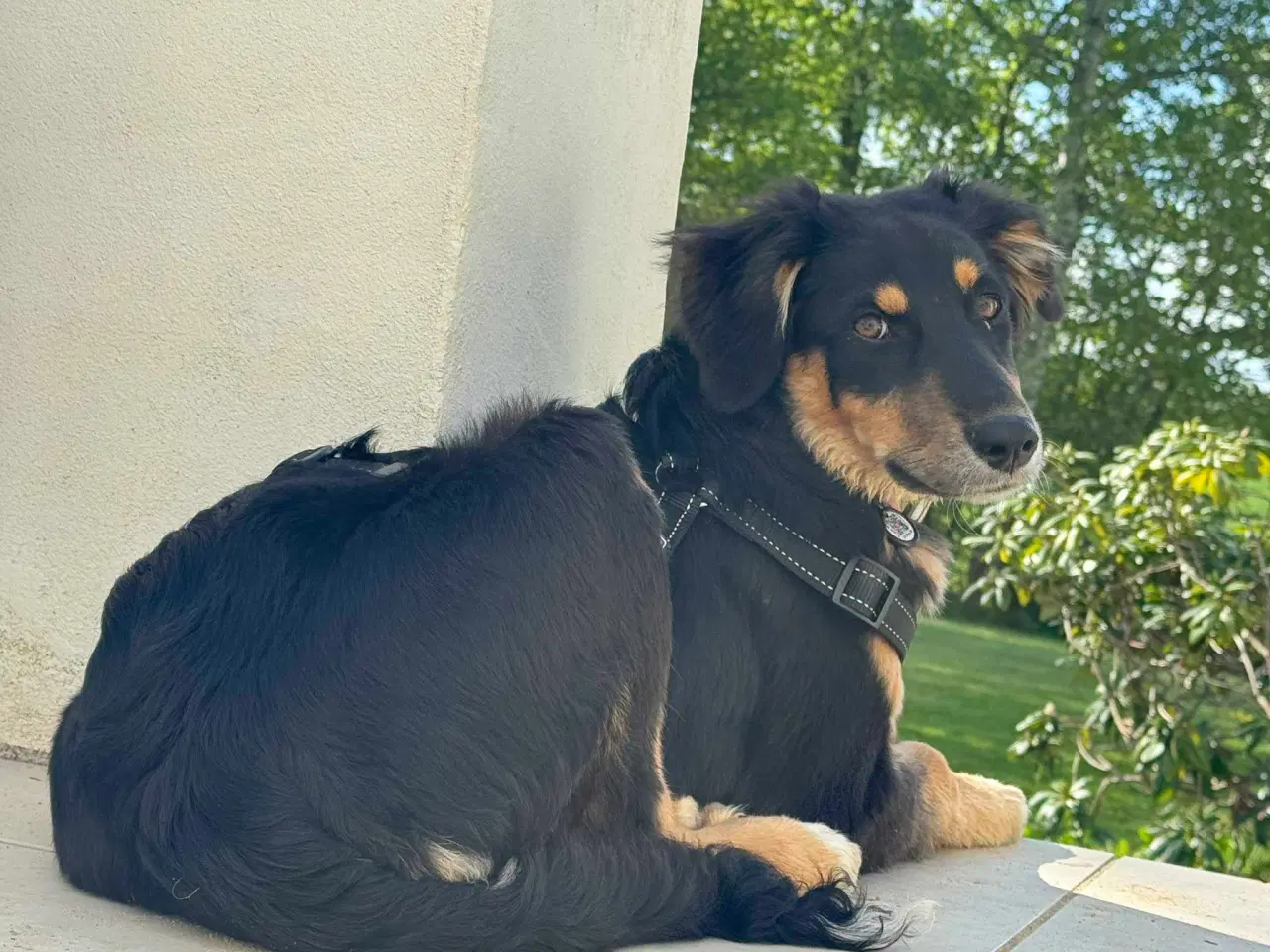 Billede 2 - Søde Donut søger familie 🐾