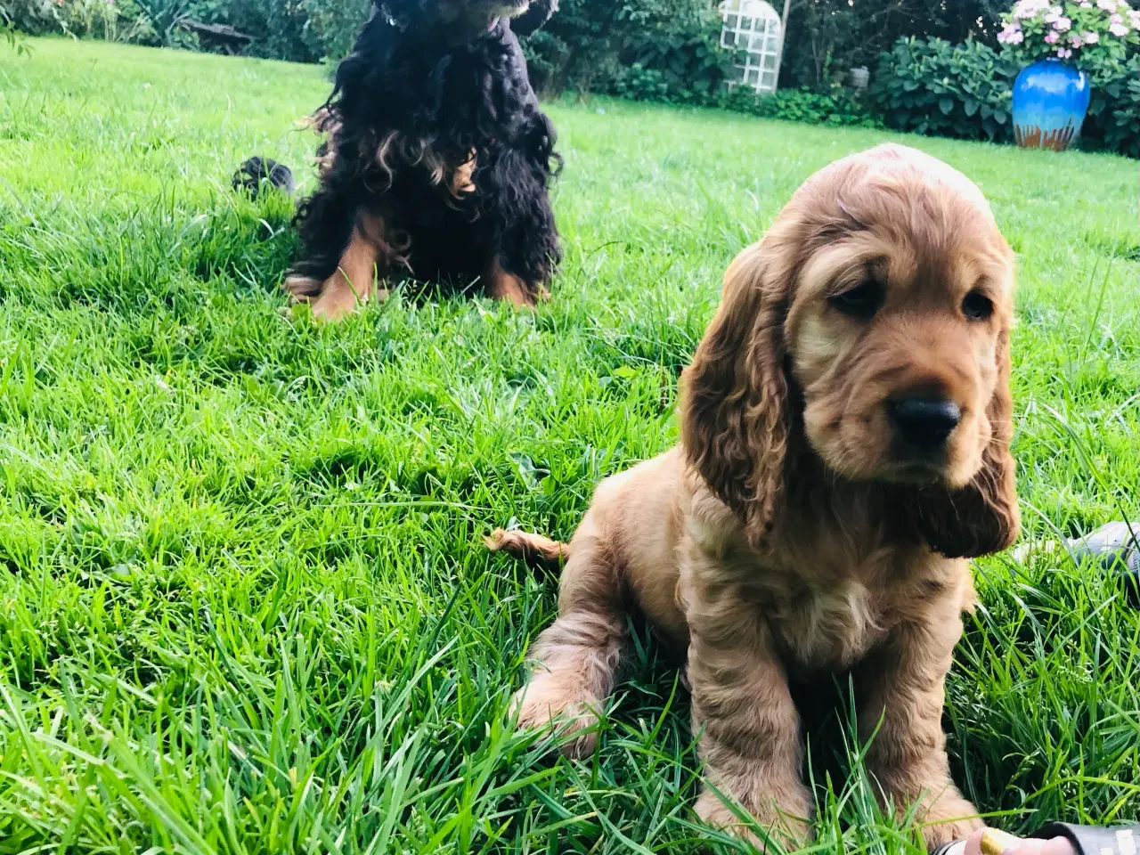 Billede 16 - Engelsk Cocker spaniel