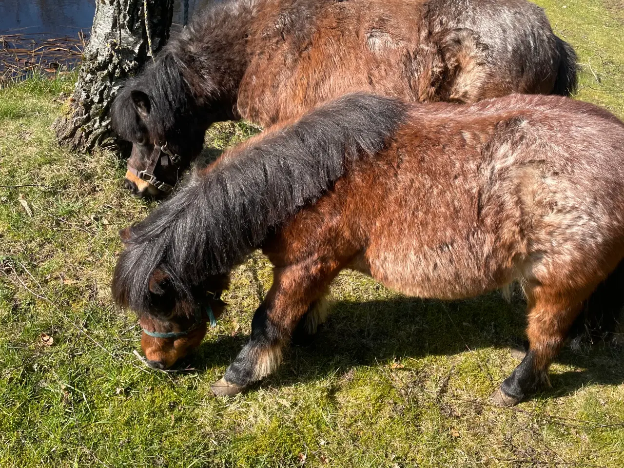 Billede 1 - Shetlænder ponyer sælges