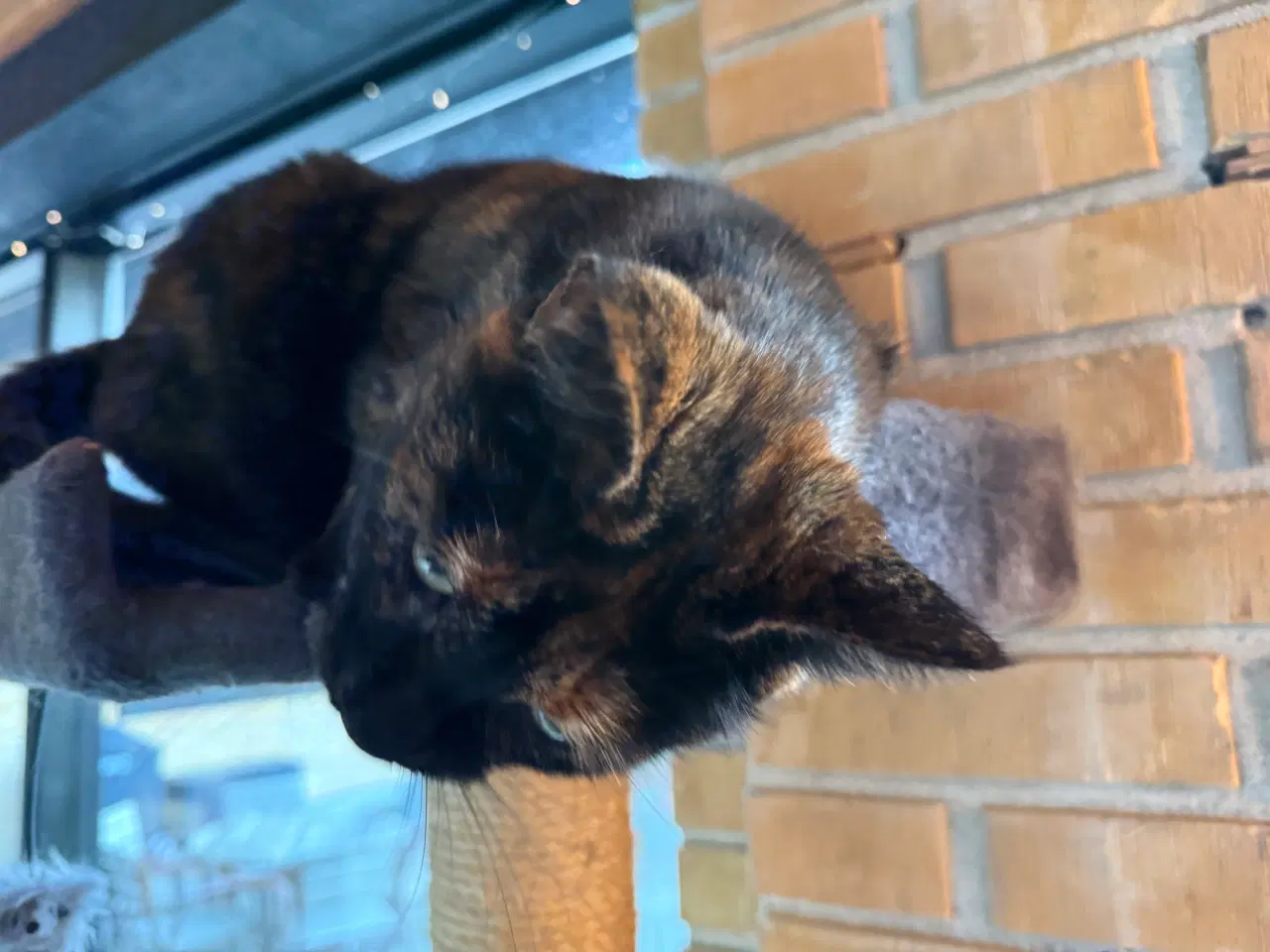 Billede 2 - Sød steriliseret hunkat søger nyt hjem hurtigst mu