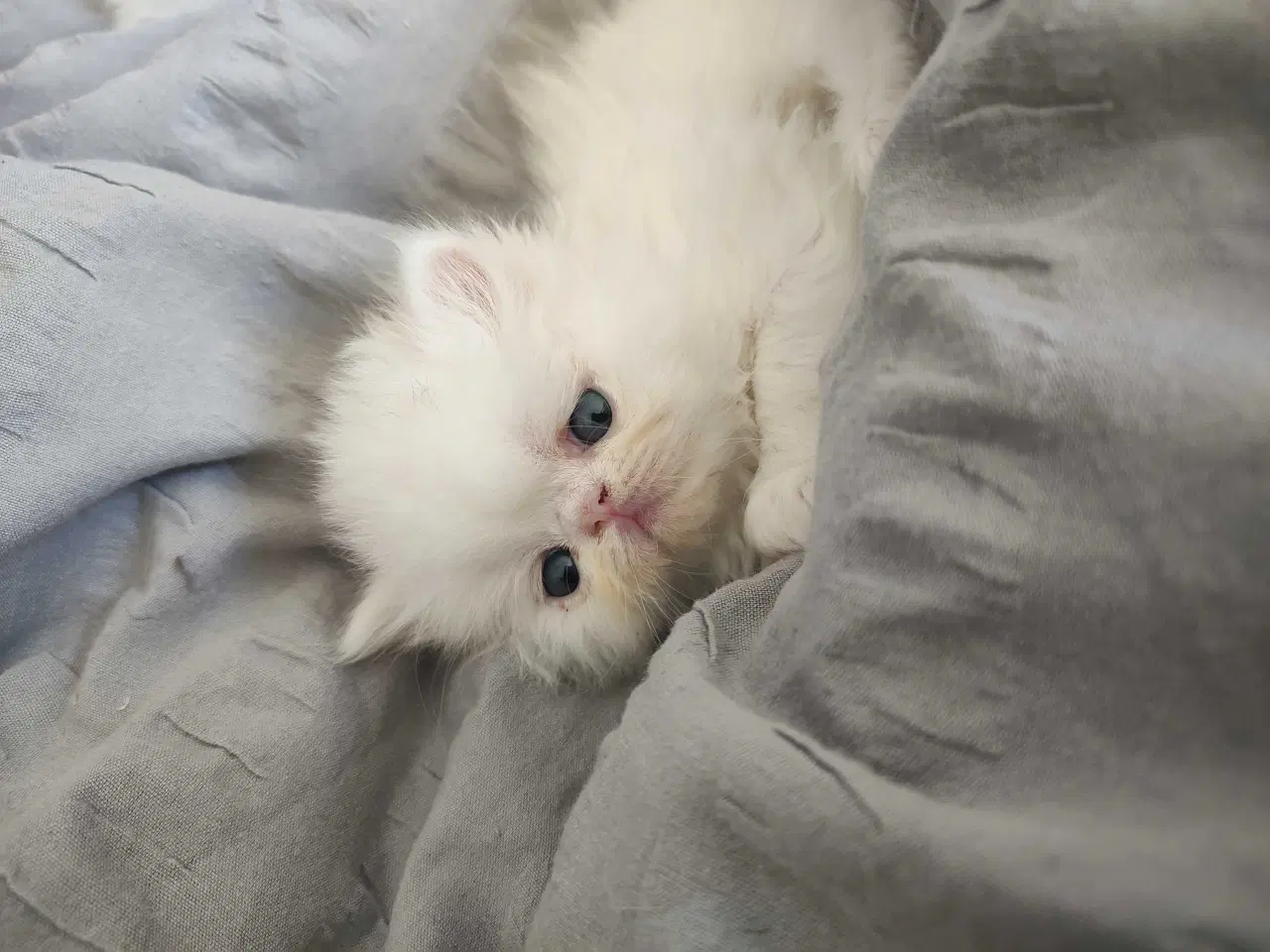 Billede 5 - Perser killinger 