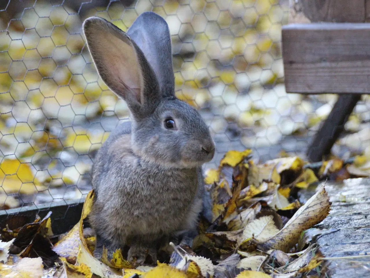 Billede 5 - Belgisk kæmpe kaninunger af ren race
