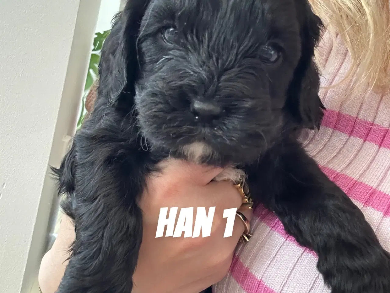 Billede 1 - F1 cavapoo hvalpe 