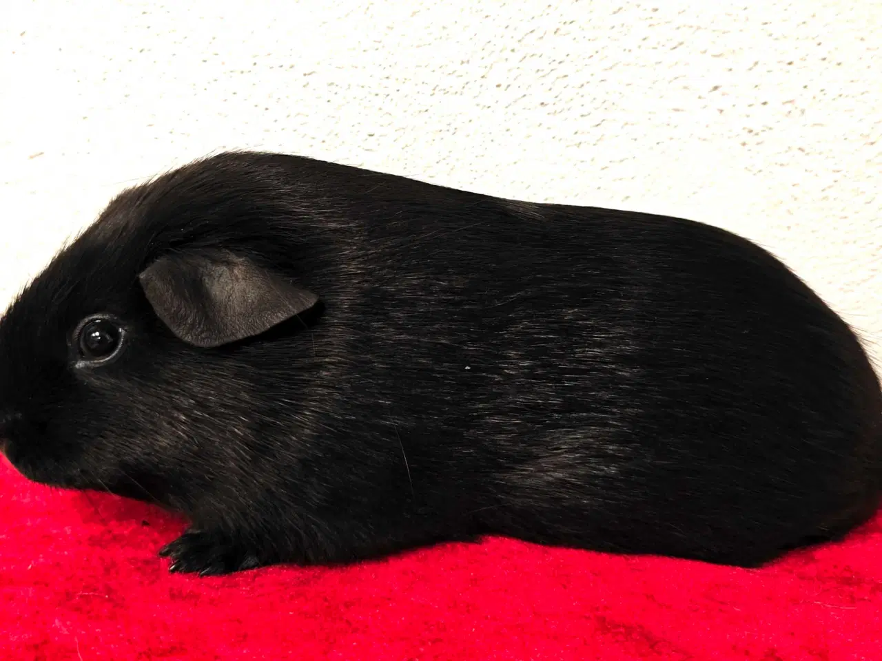 Billede 2 - Ensfarvet sort han. 