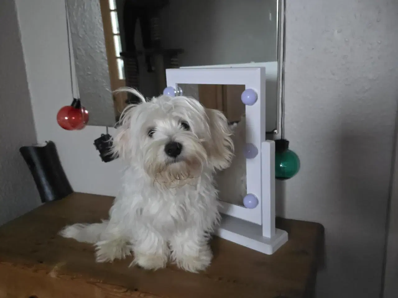 Billede 8 - Bichon-hvalpe søger nye hjem .