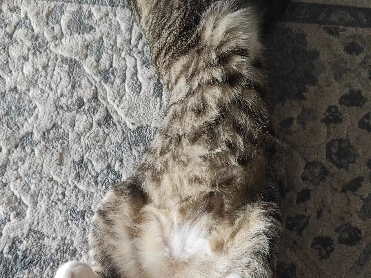 Billede 9 - Søde Pinky søger nyt og trygt hjem