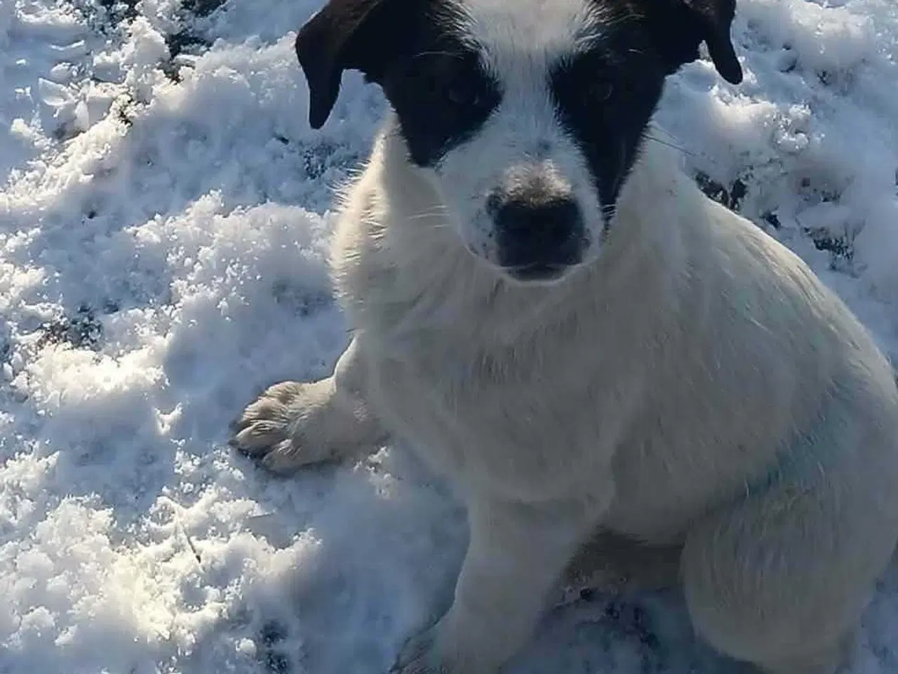Billede 2 - Skønneste Muriel søger sin egen familie