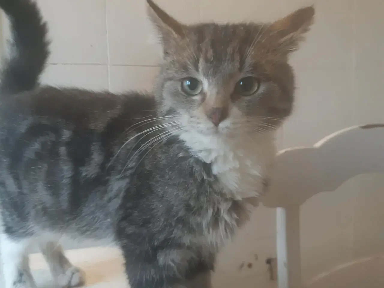 Billede 2 - Maine coon blanding 