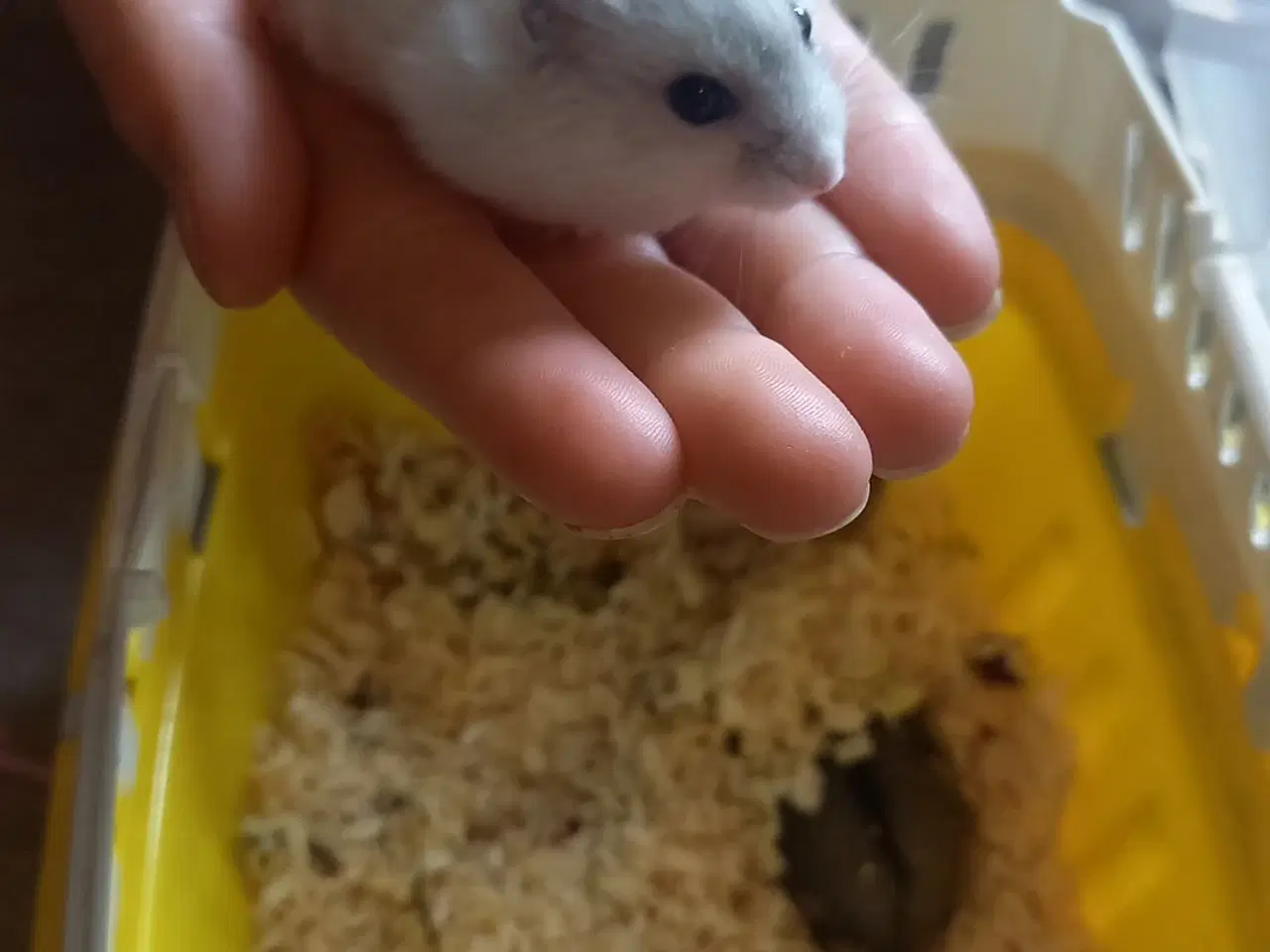 Billede 2 - Skønne små hamster