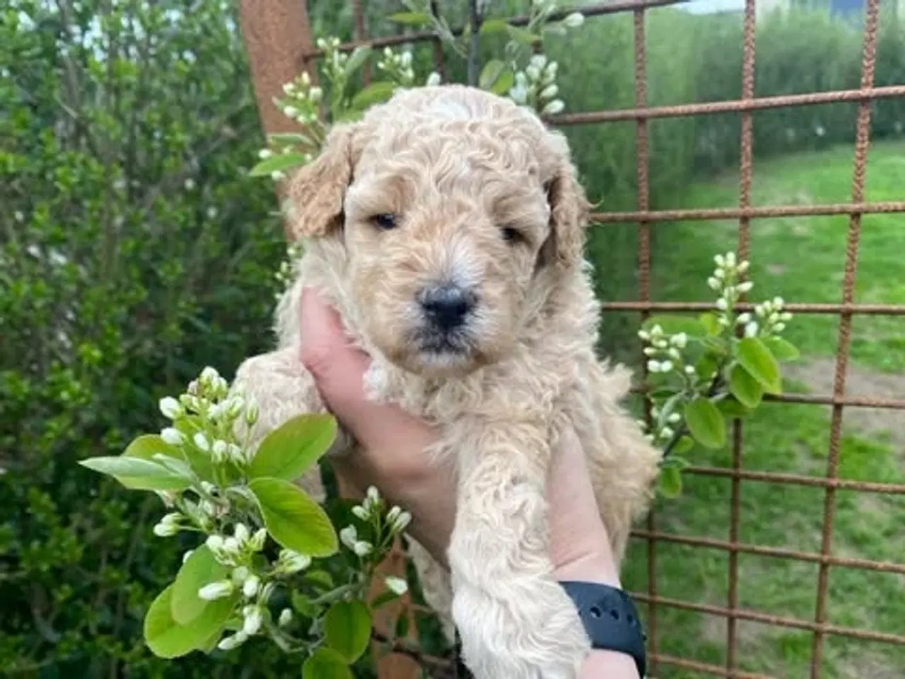 Billede 3 -  Smukke Goldendoodle mellem doodle hvalpe