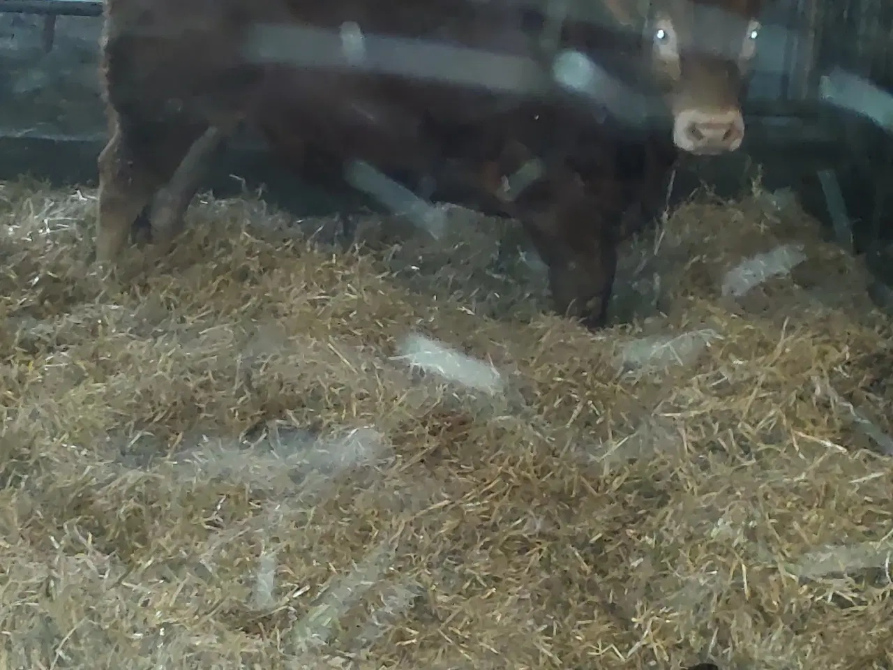 Billede 3 - Limousine Tyr