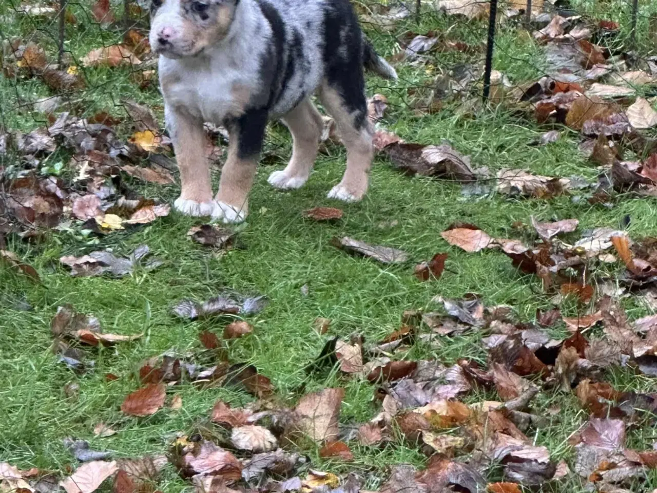 Billede 3 - Australian bulldog hvalp