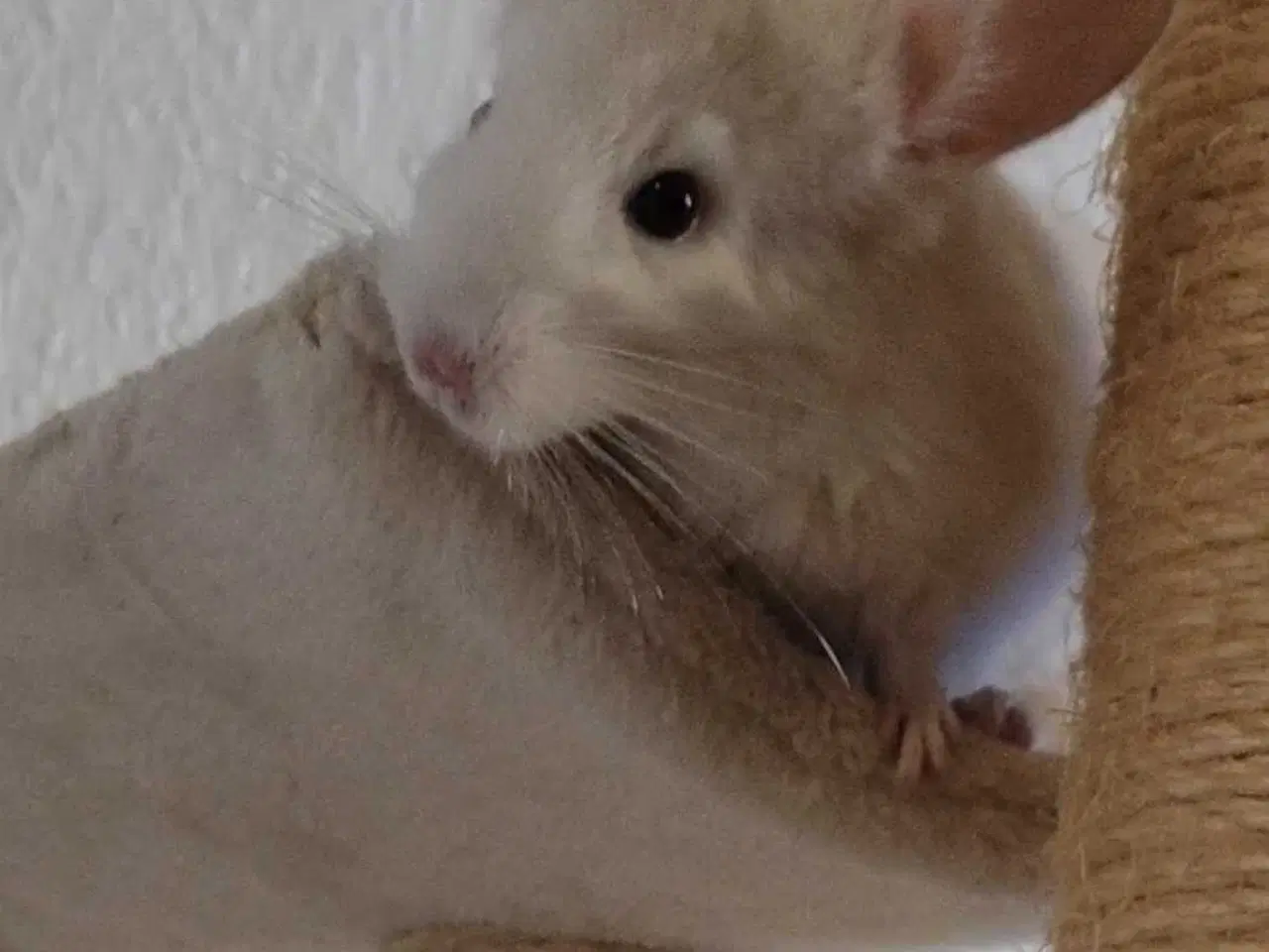 Billede 2 - Tam Chinchilla unge❤️ mor kan Tilkøbes❤️