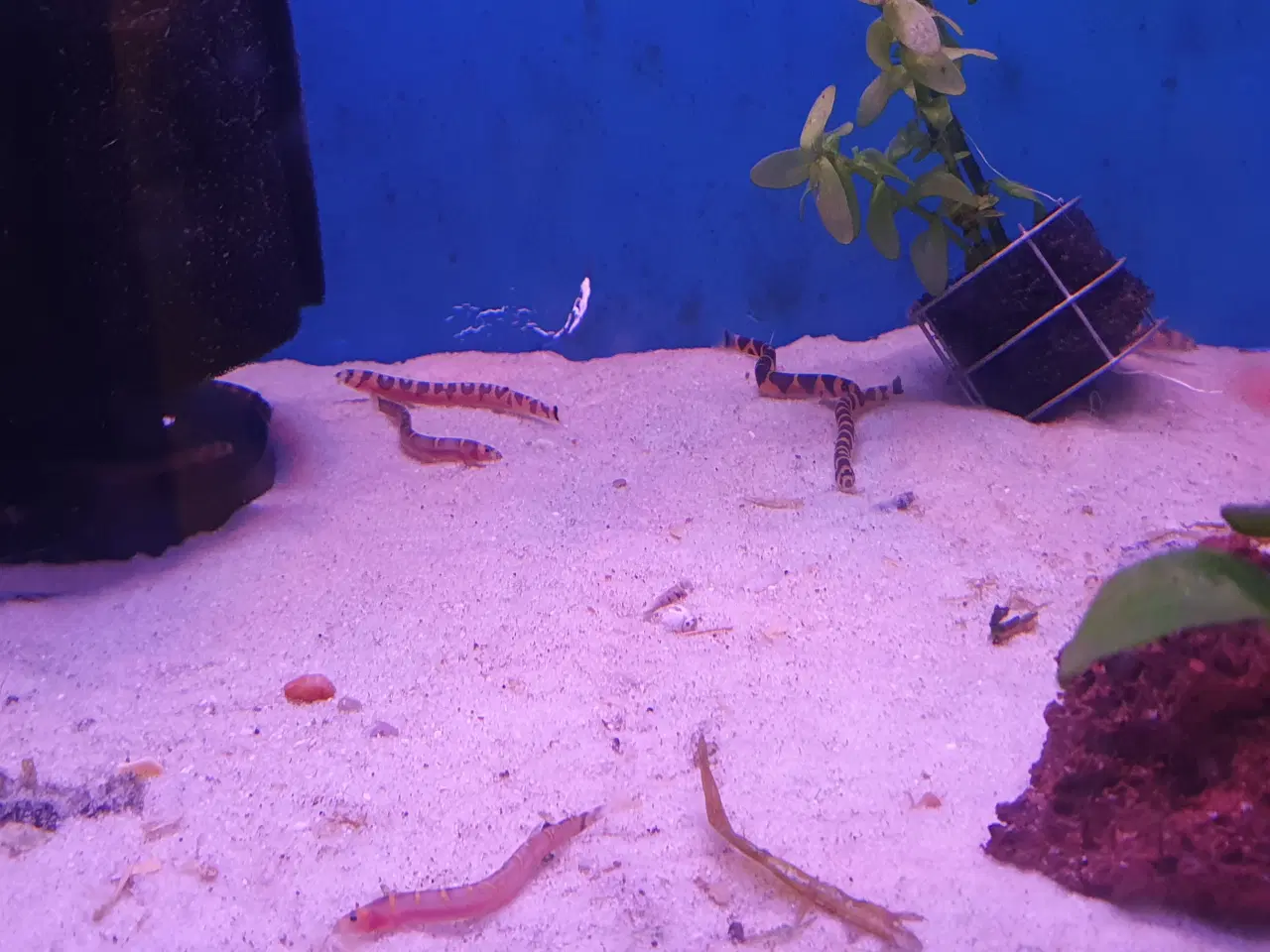 Billede 16 - KUHLI ÅL