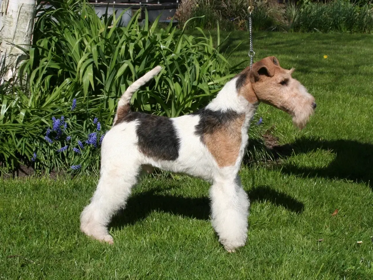 Billede 4 - Ruhåret FOX terrier 