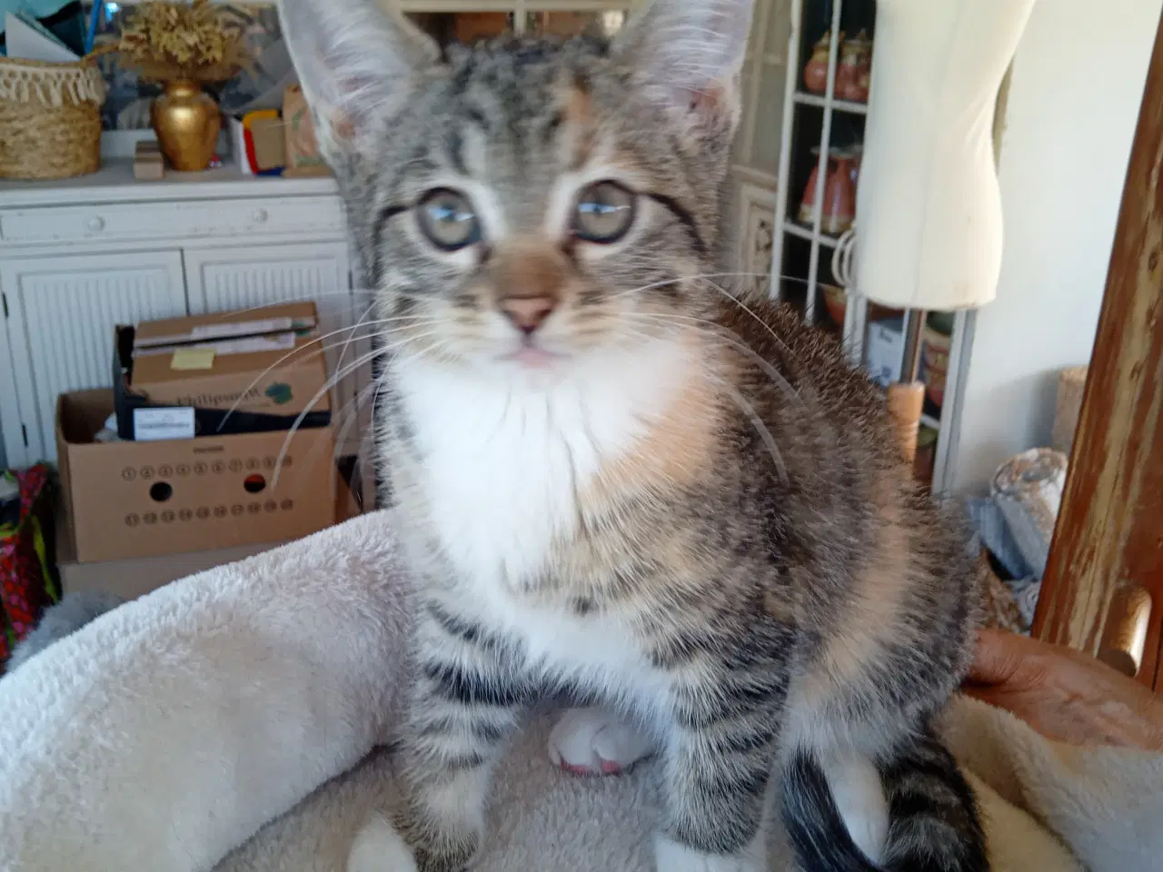 Billede 1 - Maincoon blanding