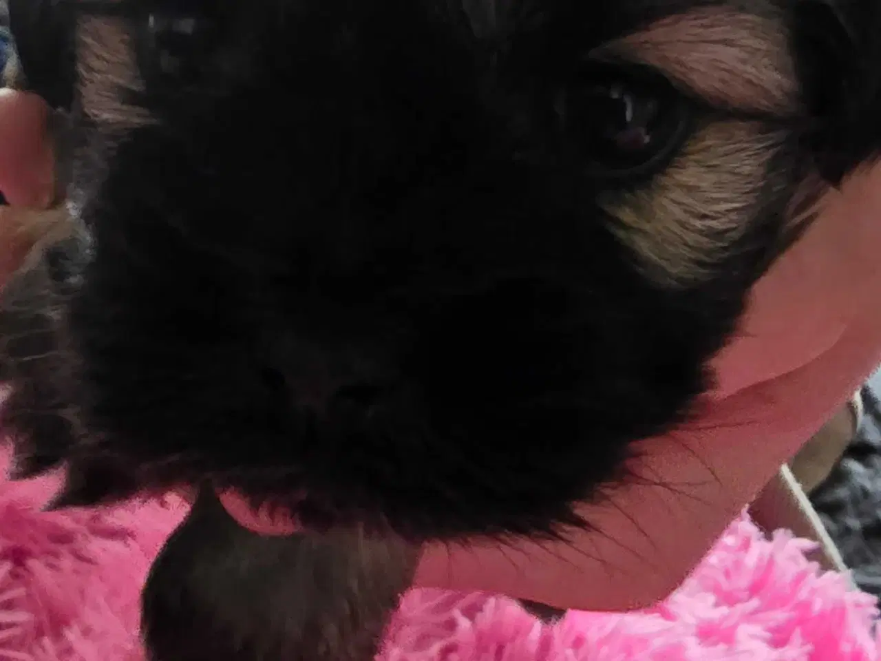 Billede 7 - 2 dejlige drenge 