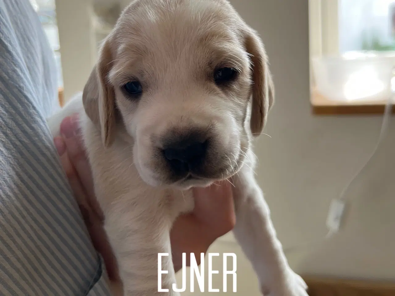 Billede 2 - Cocker spaniel hvalpe