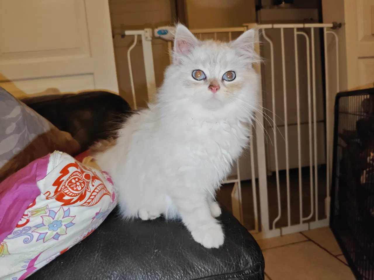 Billede 1 - Racekatte x