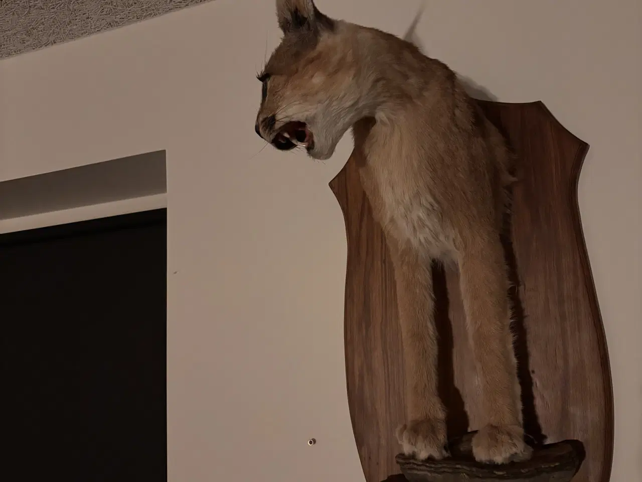 Billede 3 - Caracal skulder monteret 