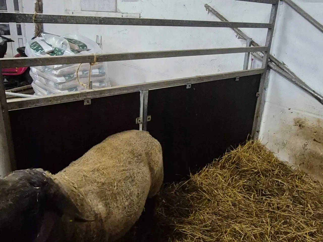 Billede 1 - Suffolk vædder sælges