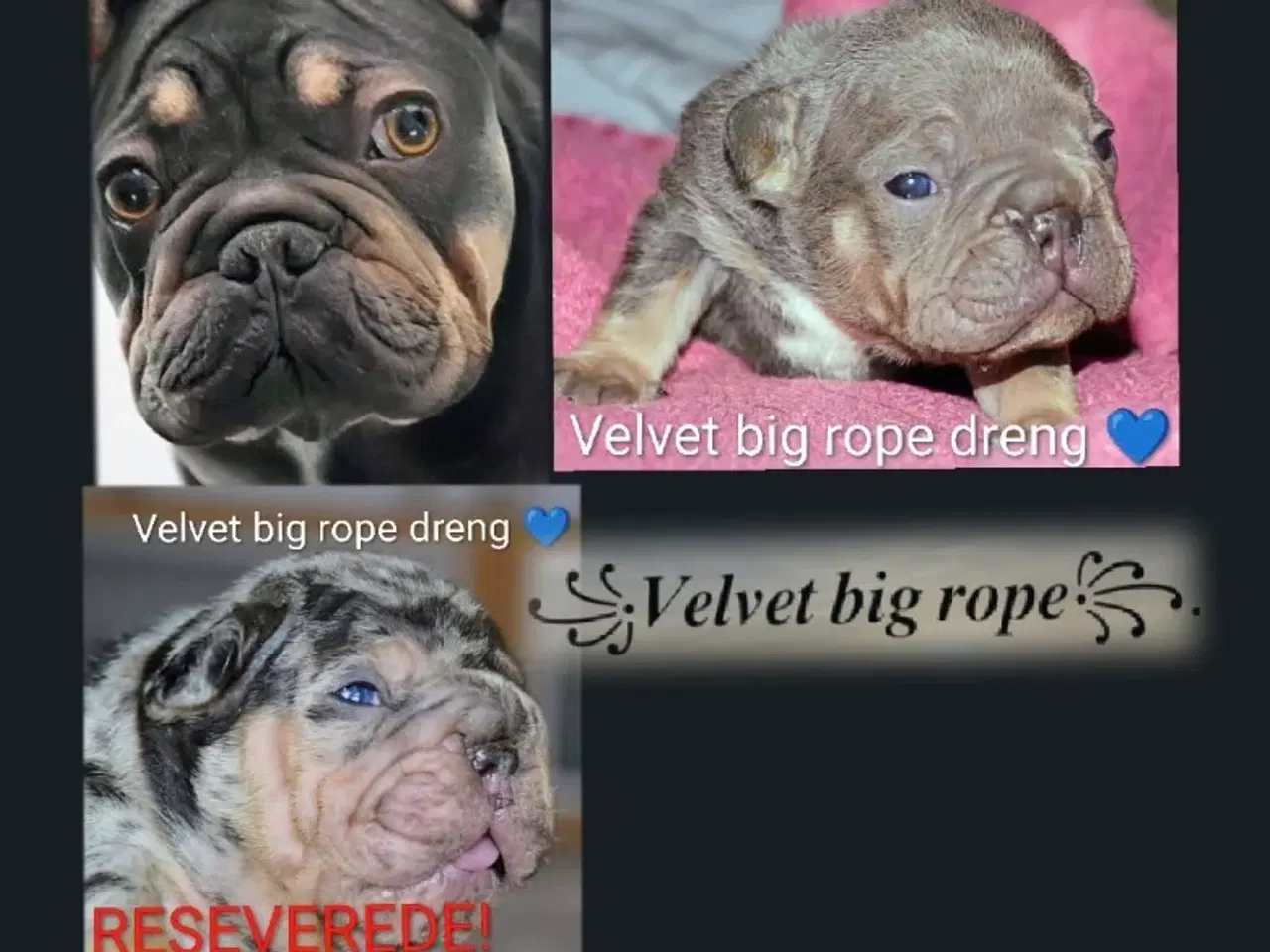 Billede 1 - Fransk Velvet bulldog. NEDSAT!