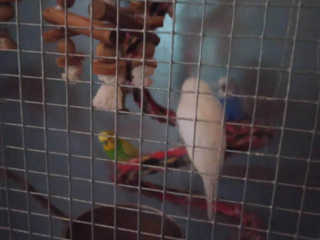 Billede 3 - Undulater sælges