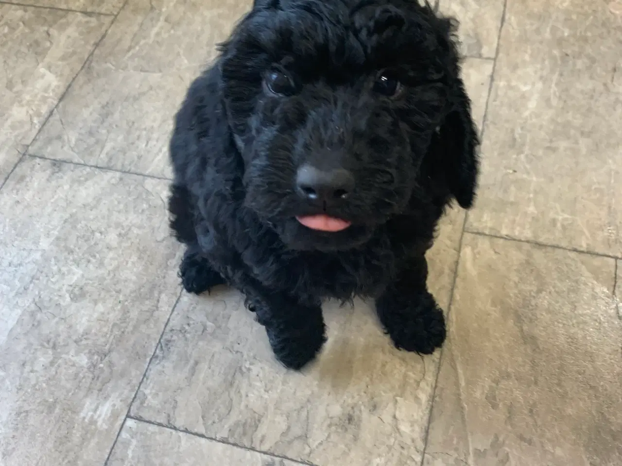 Billede 10 - Mini Golden Doodle F1B babyer 