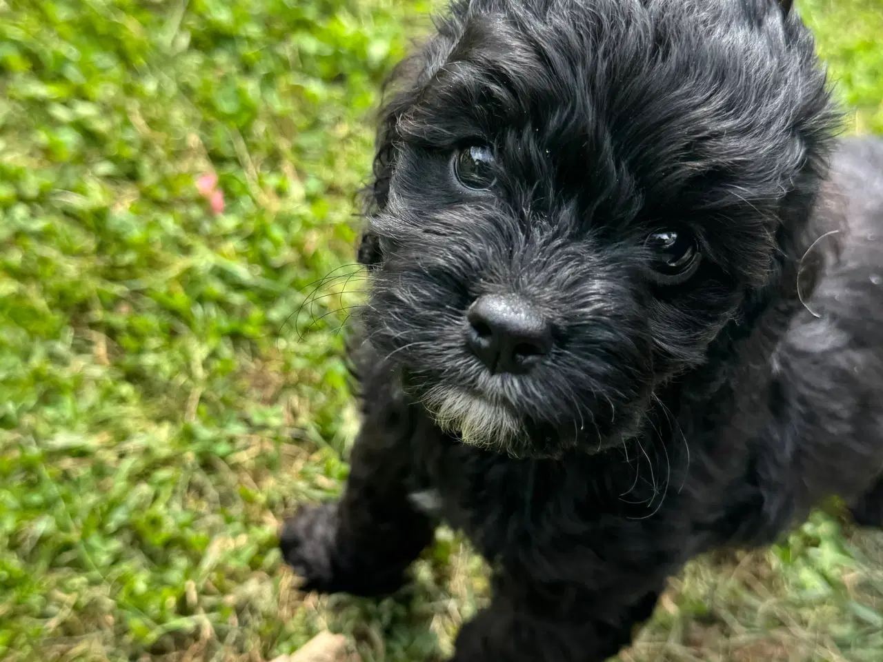 Billede 6 - Skønne Amerikansk cockapoo
