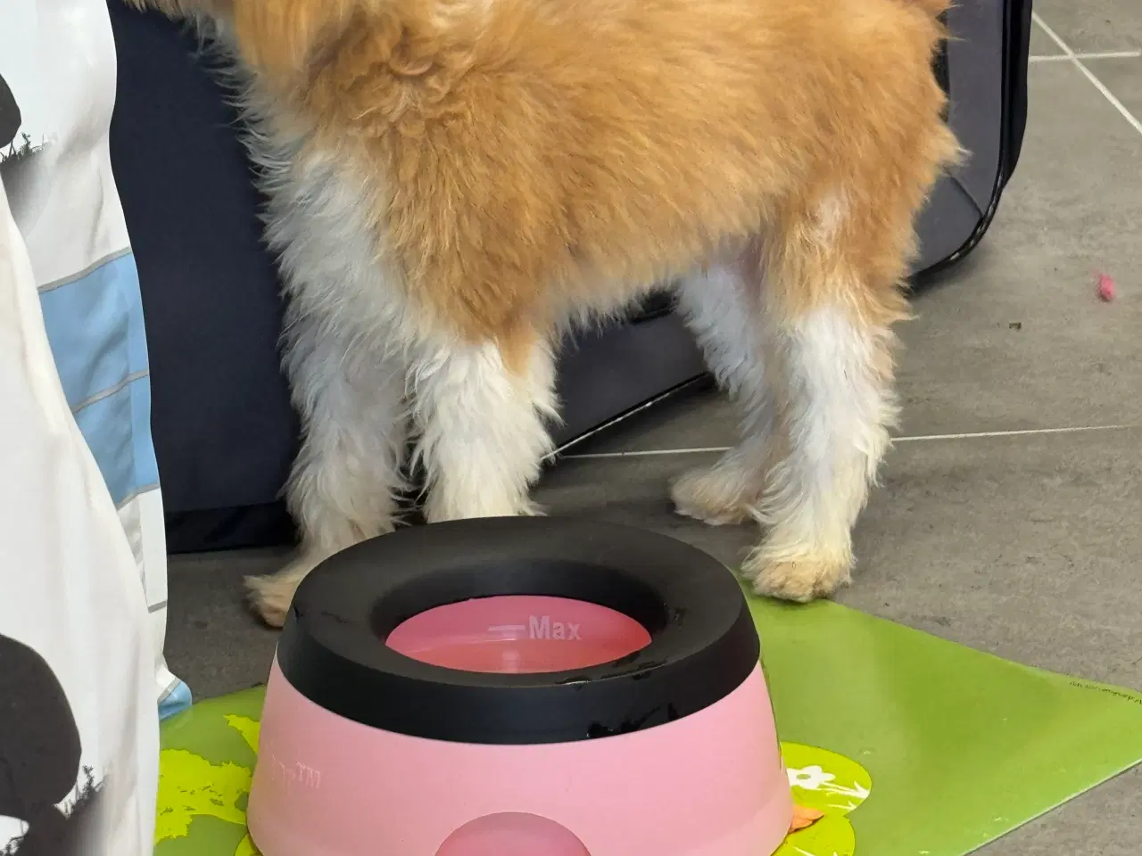 Billede 10 - Maltipoo4love 2 Smukke  drenge 