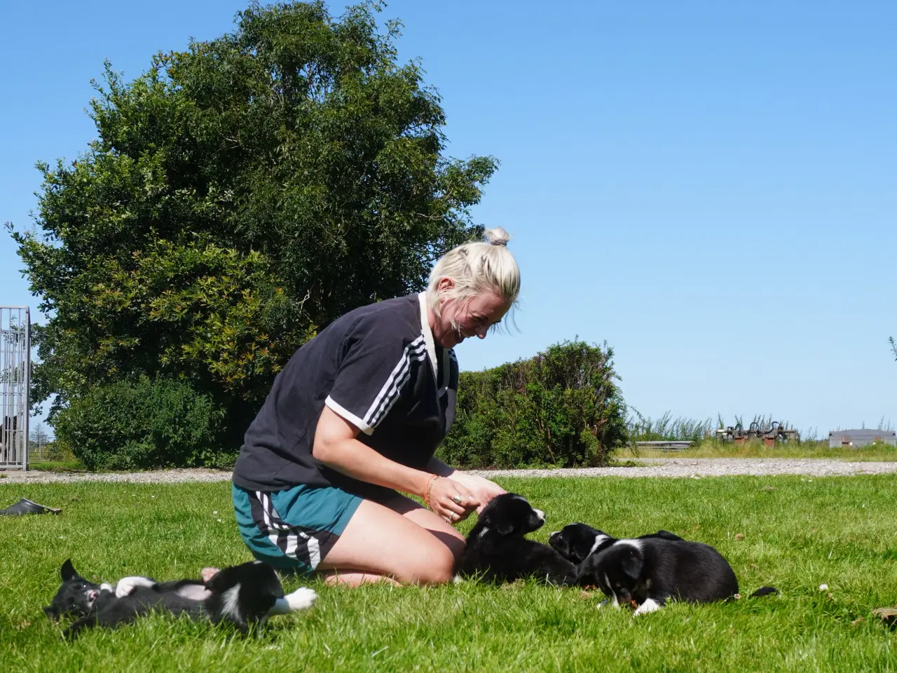 Billede 11 - Border Collie hvalpe