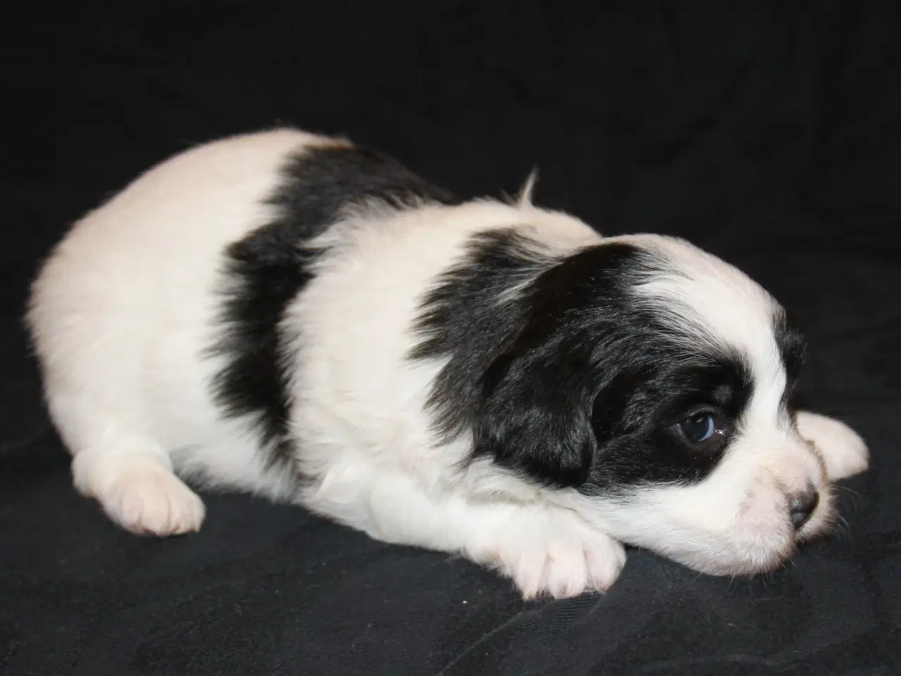 Billede 3 - Coton de Tulear hvalpe