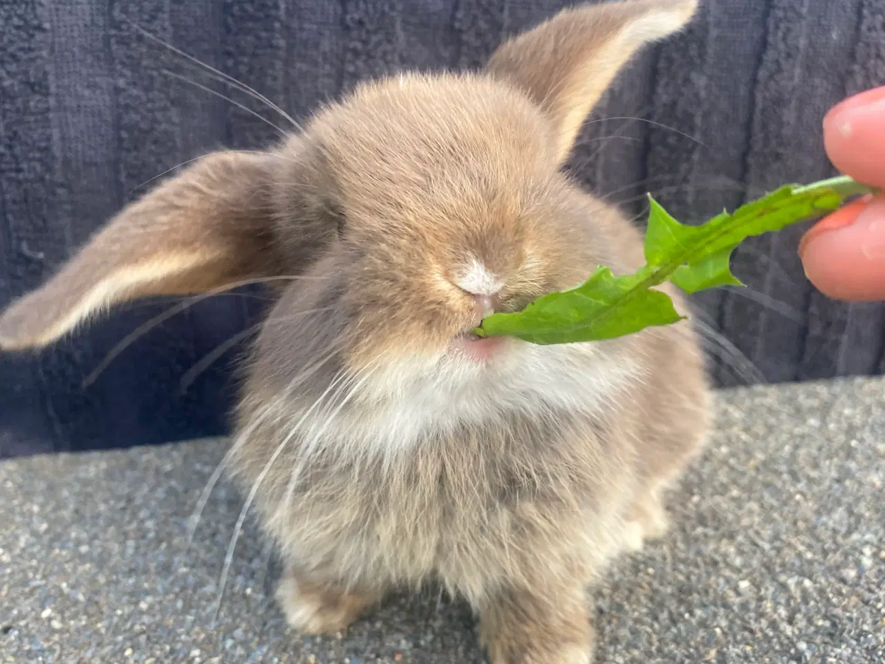 Billede 5 - Mini lop kanin unge , Pige